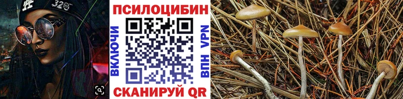 Псилоцибиновые грибы MAGIC MUSHROOMS  Пионерский 